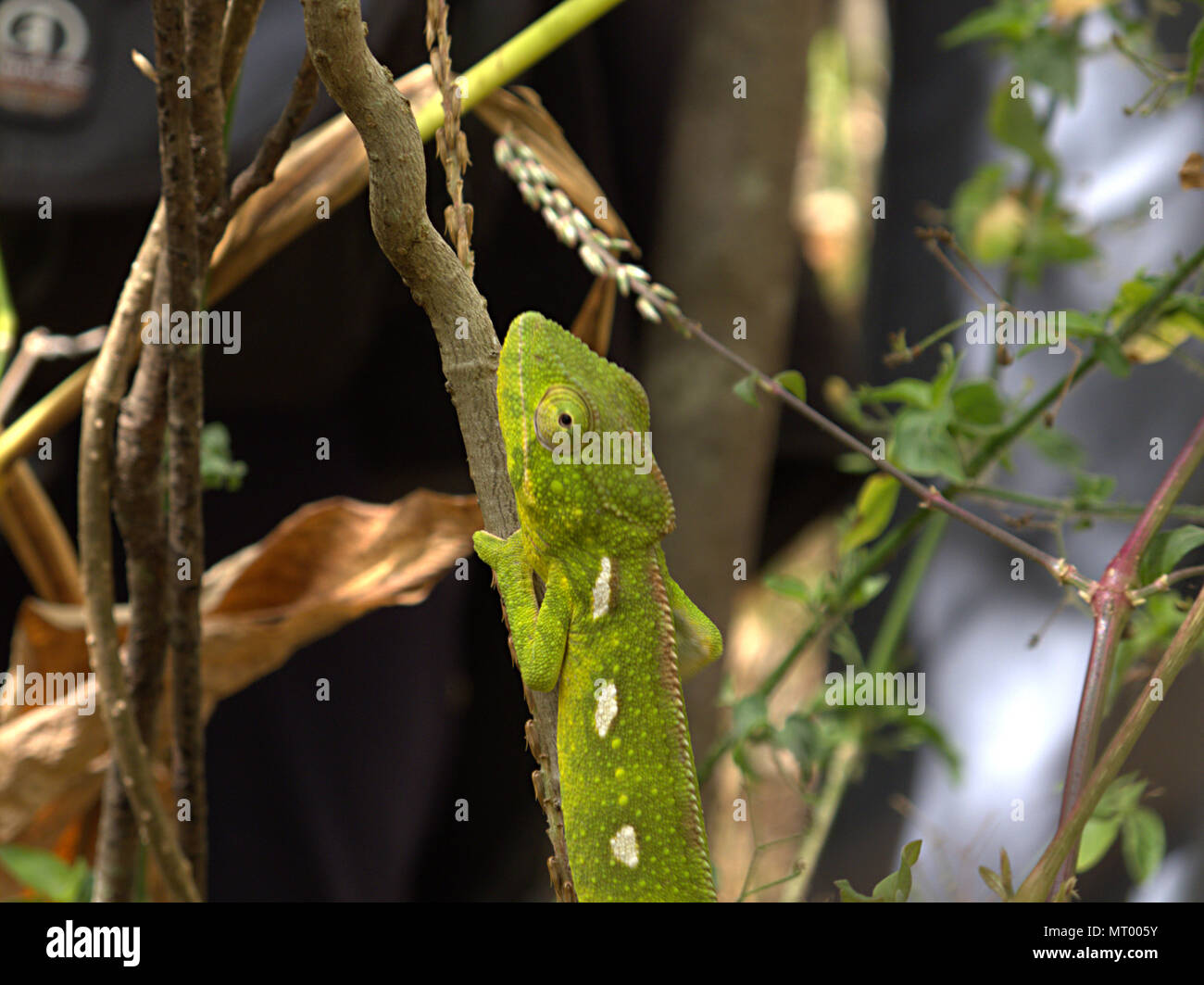 Malagasy Giant Chameleon (Furcifer oustaleti), in rainforest, Anja Community Reserve, Madagascar Stock Photo