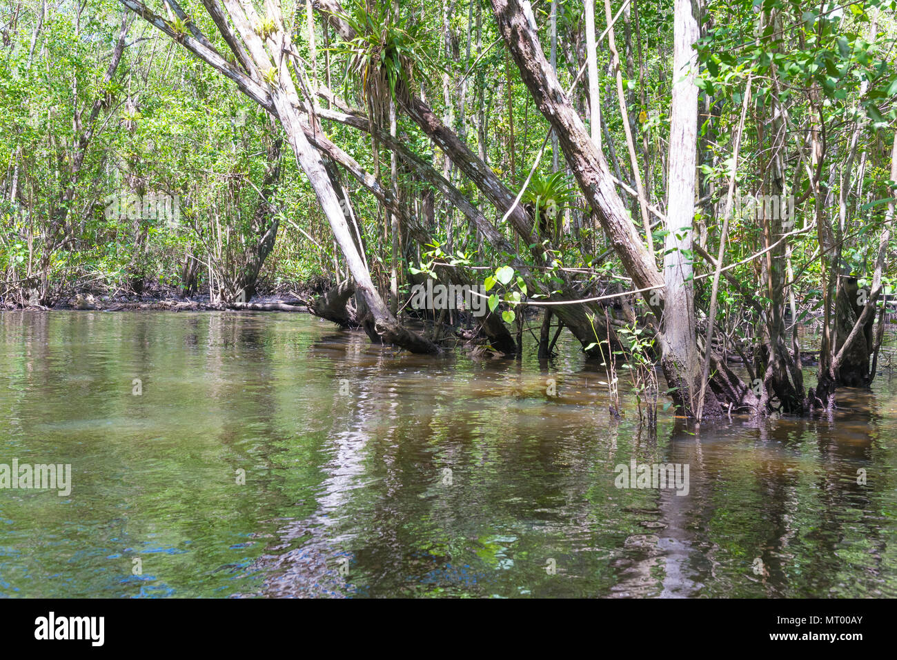 Inside a large mangrove through the river and green water Stock Photo