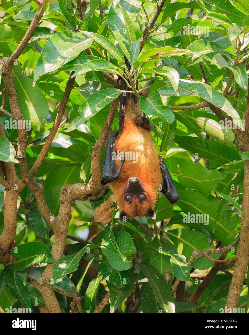 Indian Fruit Bat (Indian Flying Fox) - Photographed at Ranganathittu (Karnataka) Stock Photo