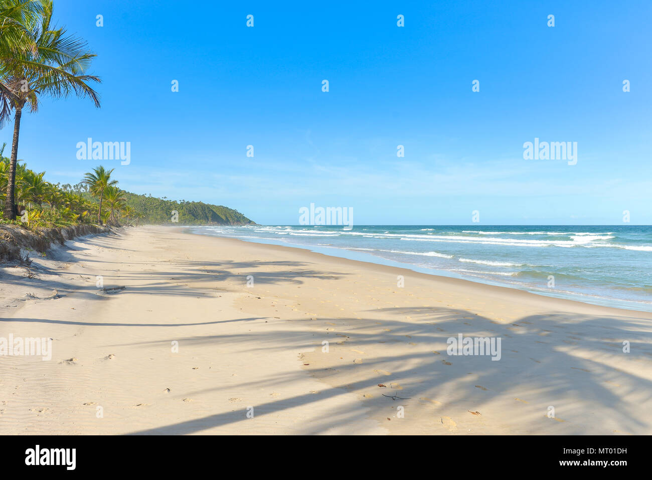 Beautiful shadows coconut palm trees hi-res stock photography and ...