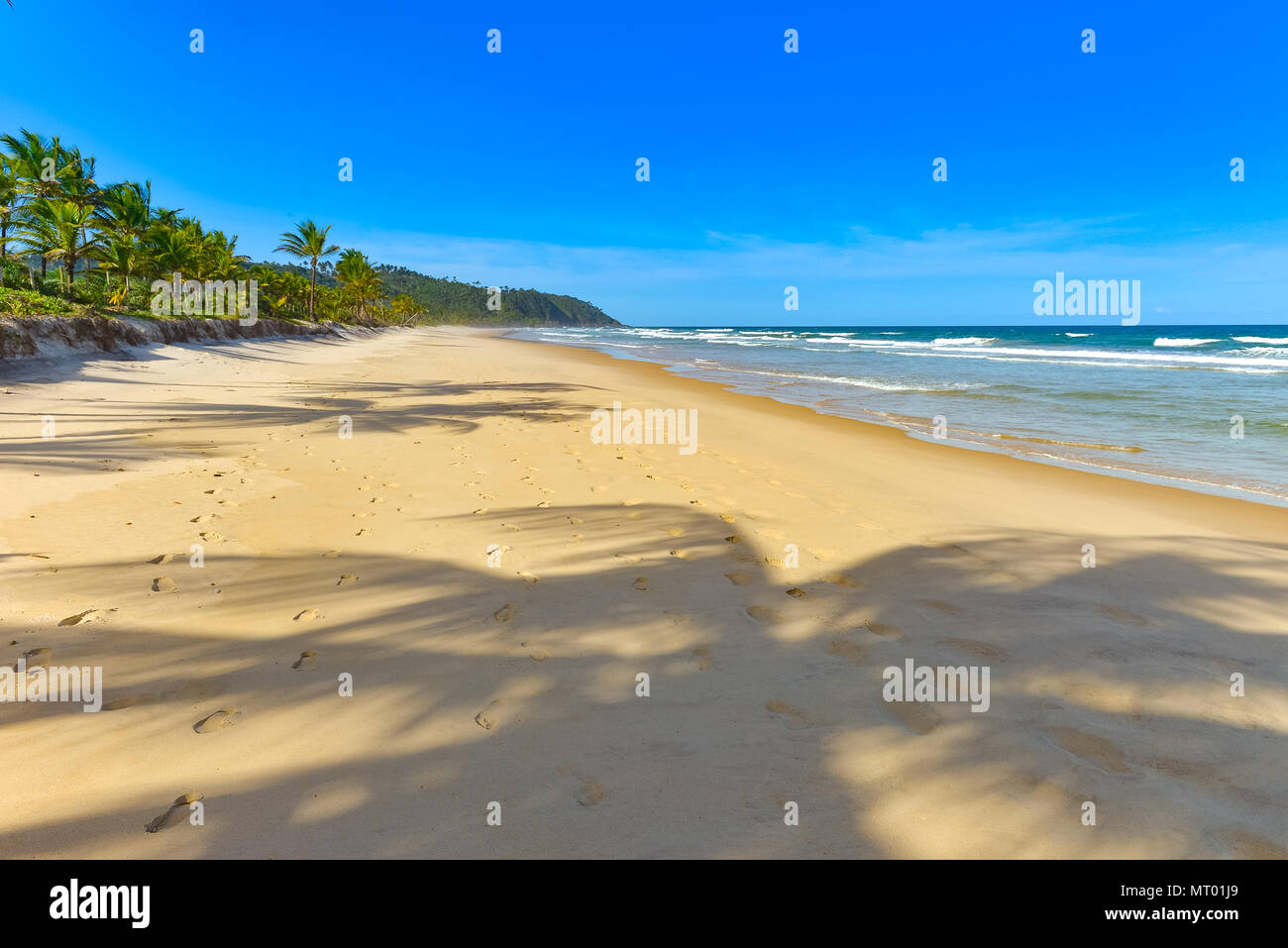 Beautiful shadows coconut palm trees hi-res stock photography and ...