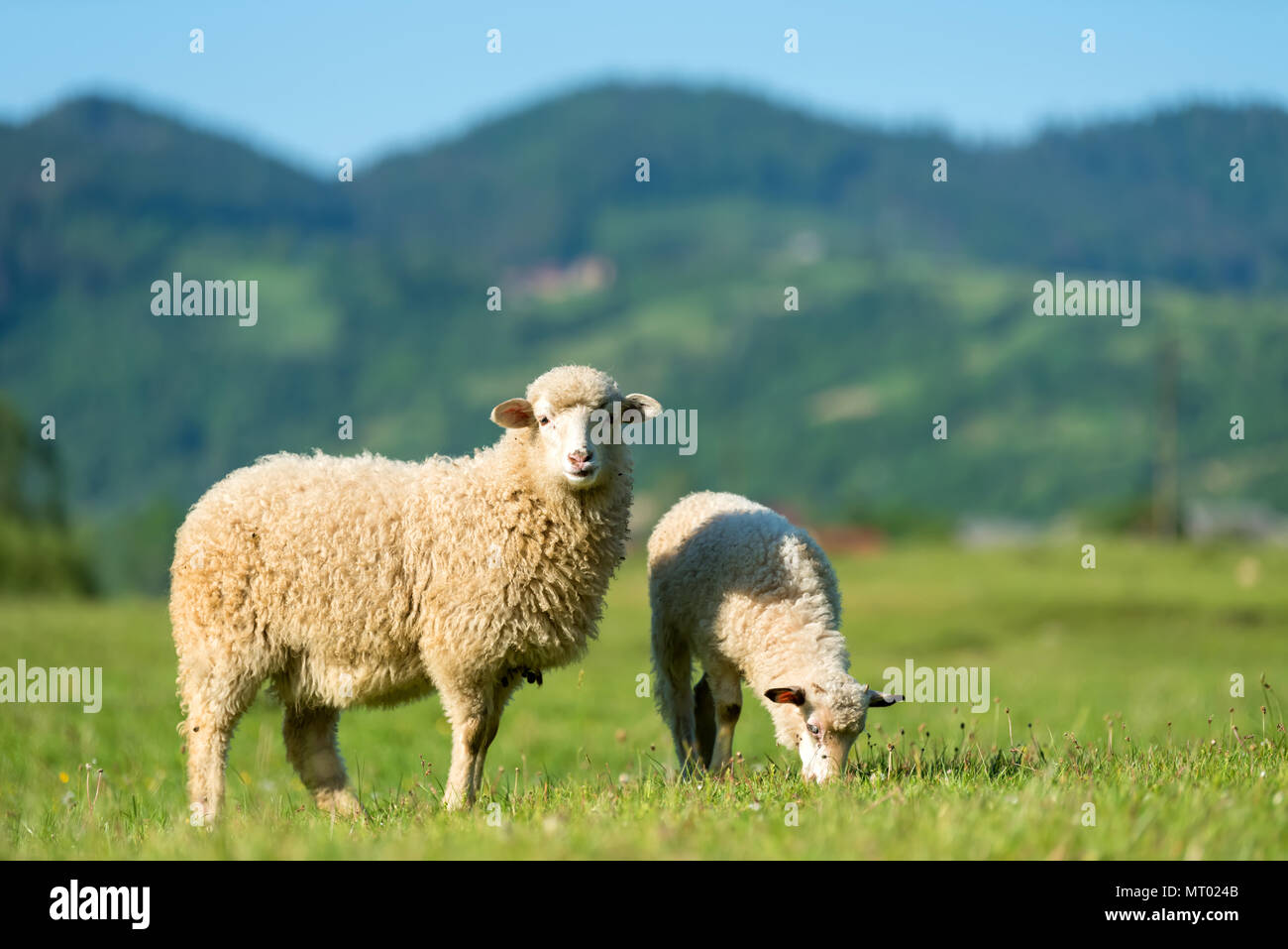 Sheeps sheep graze in meadow hi-res stock photography and images - Alamy