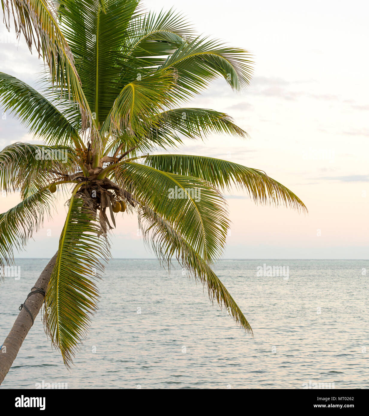 Palm tree on tropical beach hi-res stock photography and images - Alamy