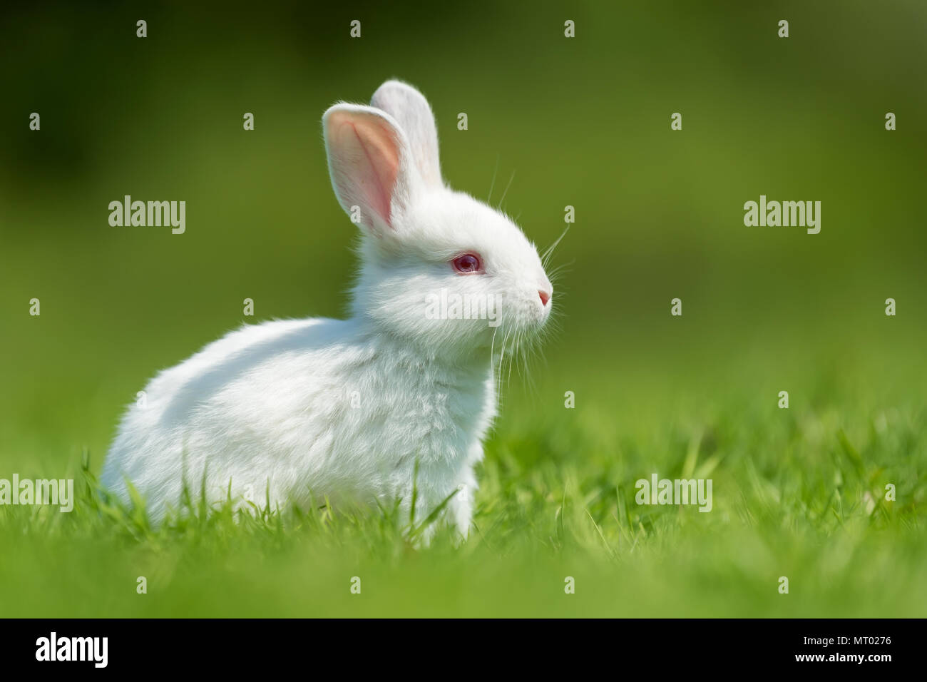 Newborn rabbit on spring green grass on a farm Stock Photo