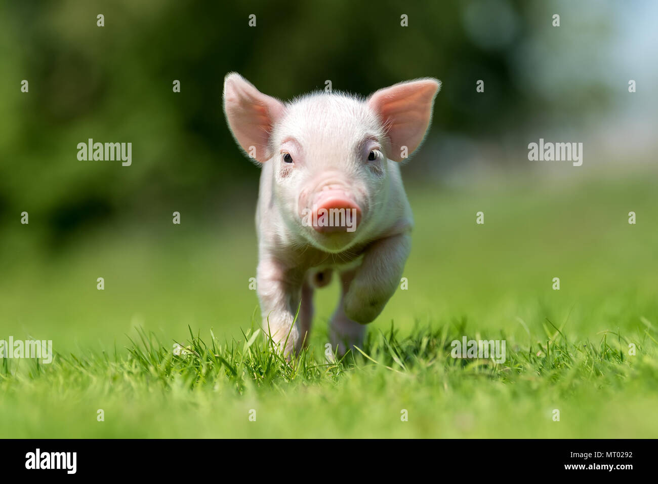 Newborn piglet on spring green grass on a farm Stock Photo