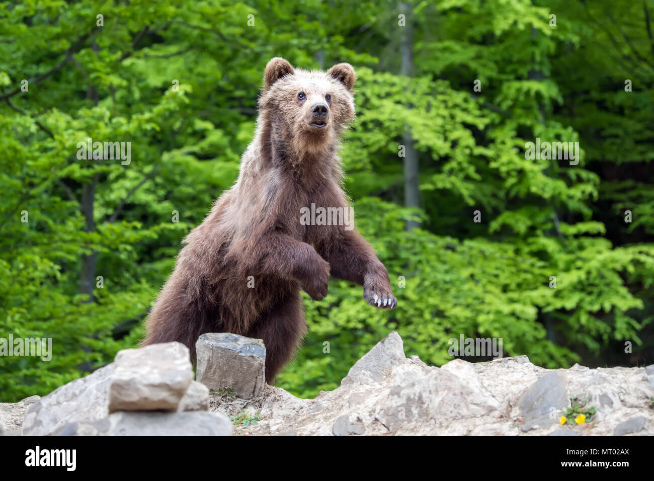 Brown bear cub in the forest. Animal in the nature habitat Stock Photo ...