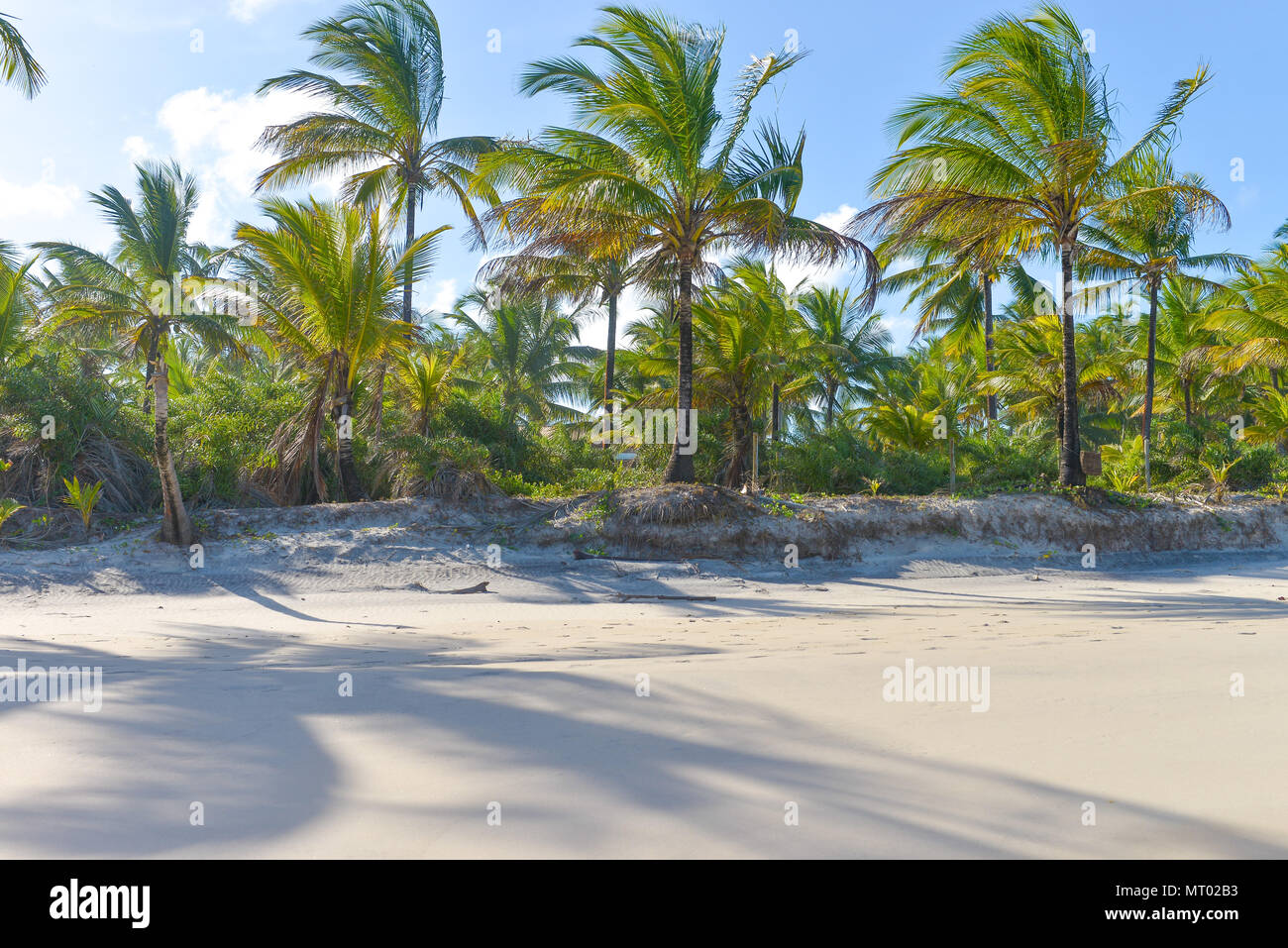 Palm tree shadows on white sand hi-res stock photography and images - Alamy