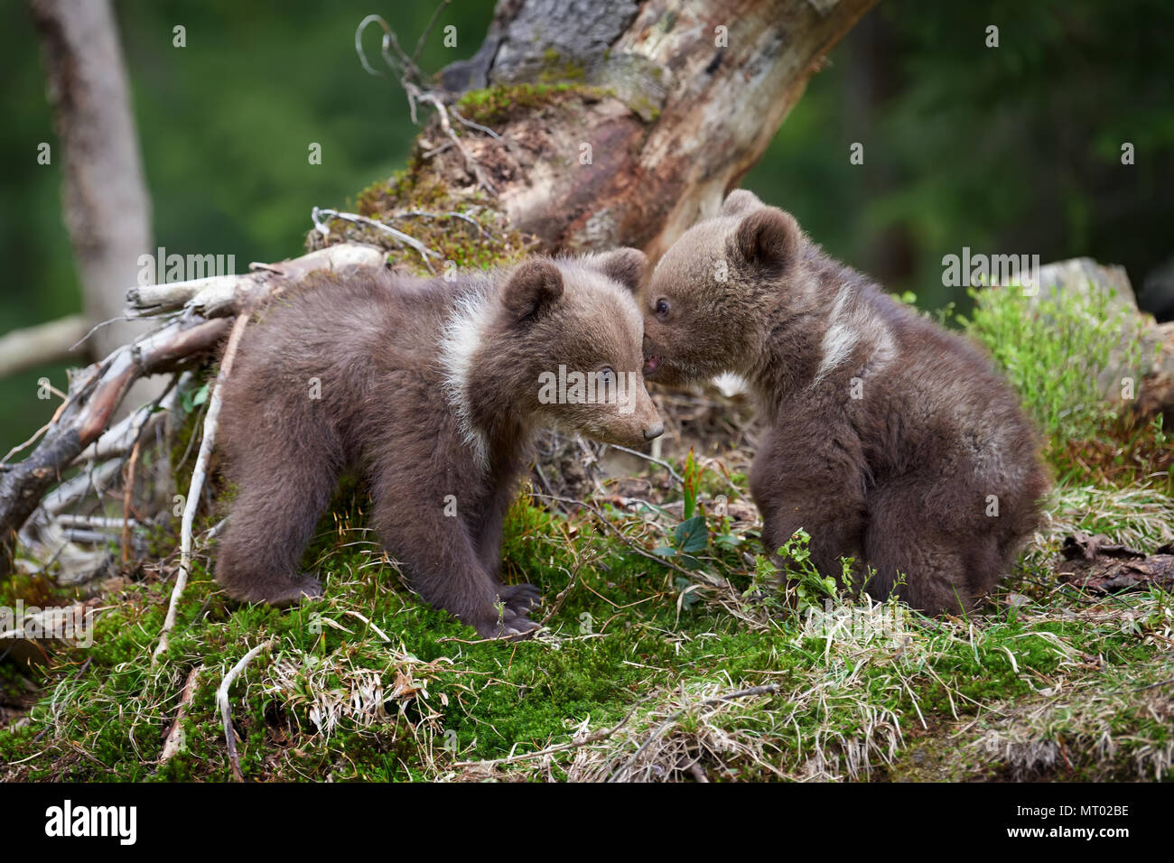 Wild brown bear cub closeup in summer forest Stock Photo - Alamy