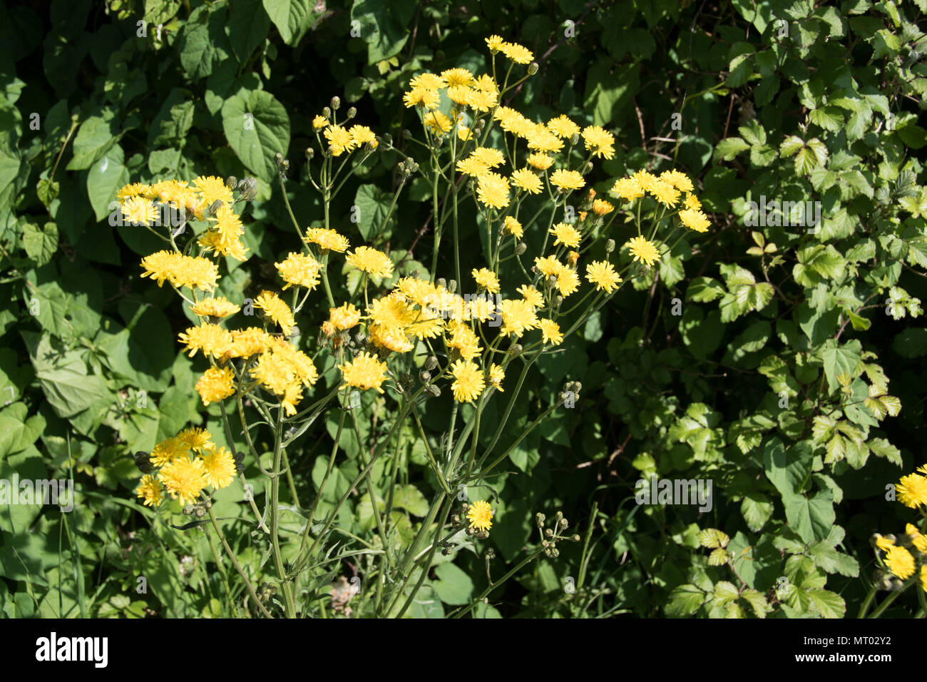 The golden-yellow flowers of Crepis biennis, hawks-beard, a common wildflower Stock Photo