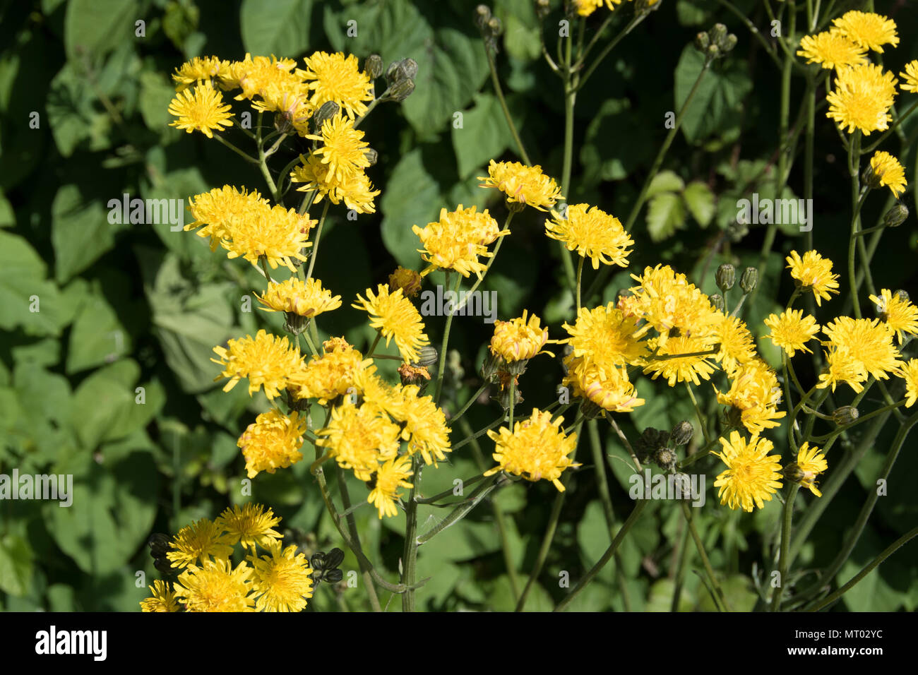 The golden-yellow flowers of Crepis biennis, hawks-beard, a common wildflower Stock Photo