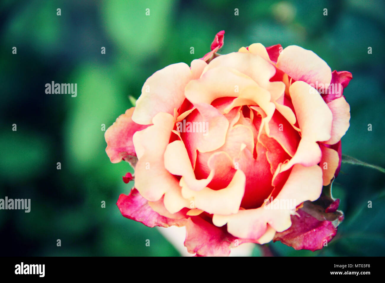 yellow-red-rose-macro-hi-res-stock-photography-and-images-alamy