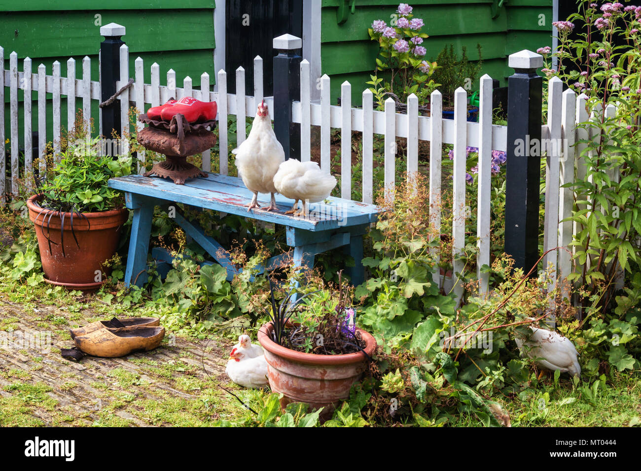 Chickens on and in front of a blue bench in the front yard of a green house Stock Photo Alamy