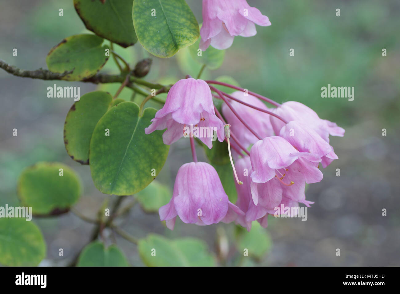 Rhododendron orbiculare Stock Photo