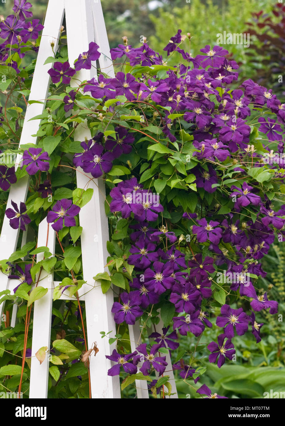 CLEMATIS 'ETOILE VIOLETTE' - VIOLET STAR CLEMATIS Stock Photo