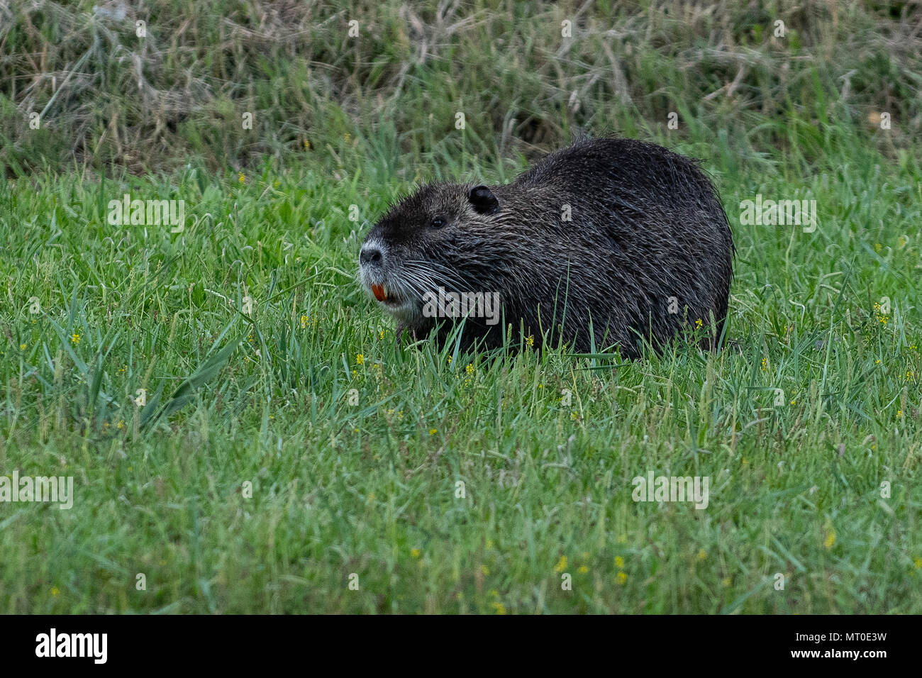 A coypu, also known as the nutria, is a large, herbivorous, semiaquatic rodent. Pictured in an urban canal near the coast of Slovenia. Stock Photo