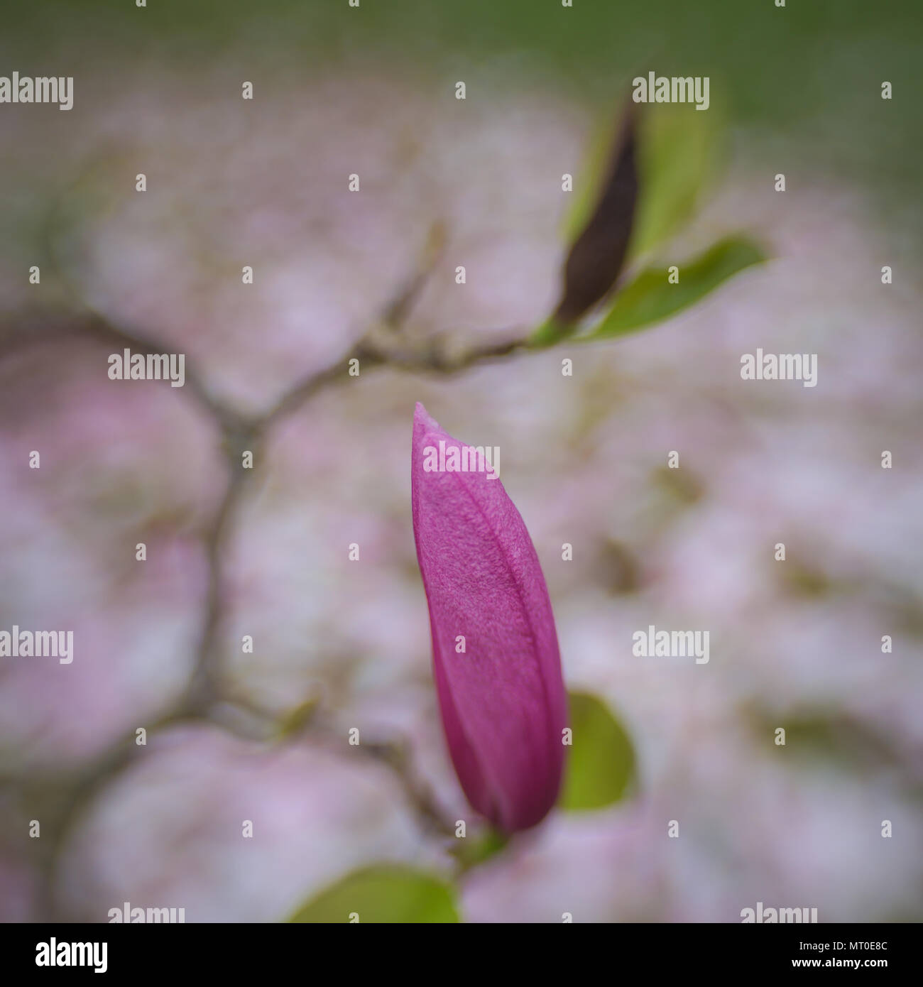 Pink Magnolia Spring Flower in close up Stock Photo