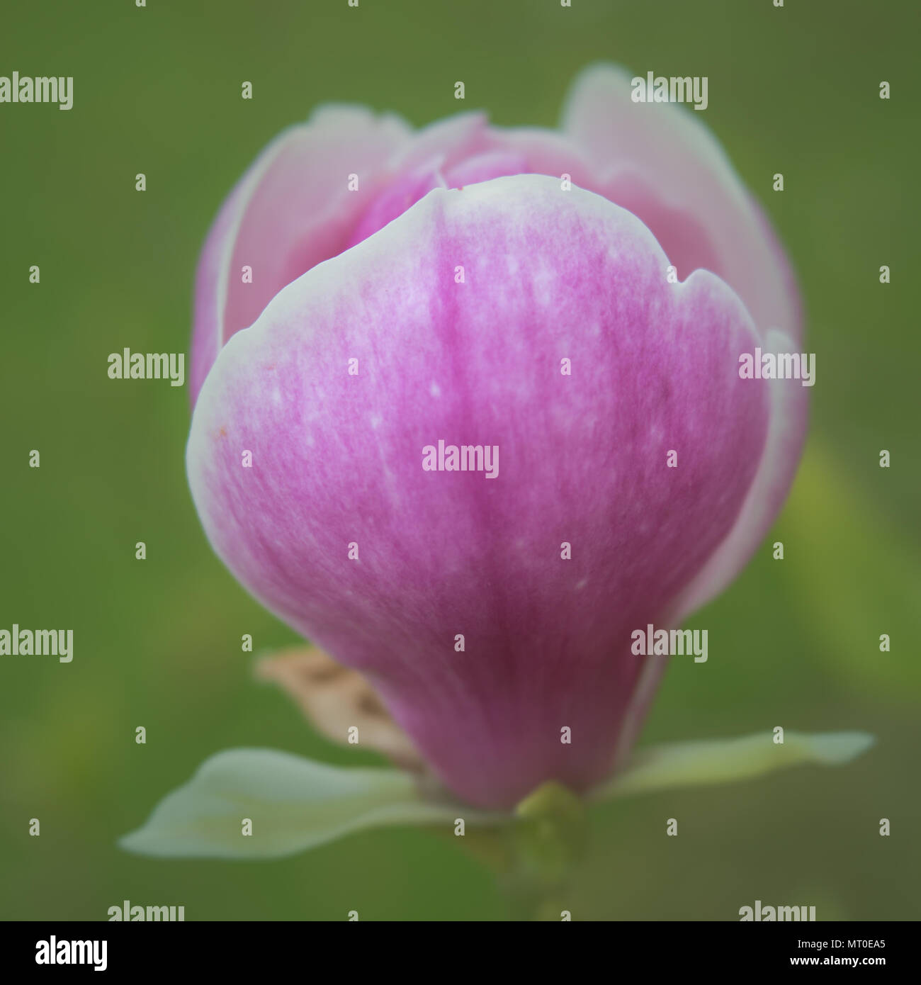 Pink Magnolia Spring Flower in close up Stock Photo