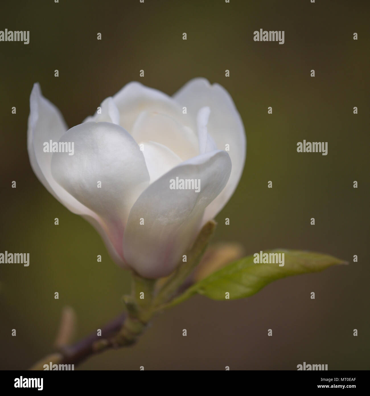 White Magnolia Spring Flower in close up Stock Photo