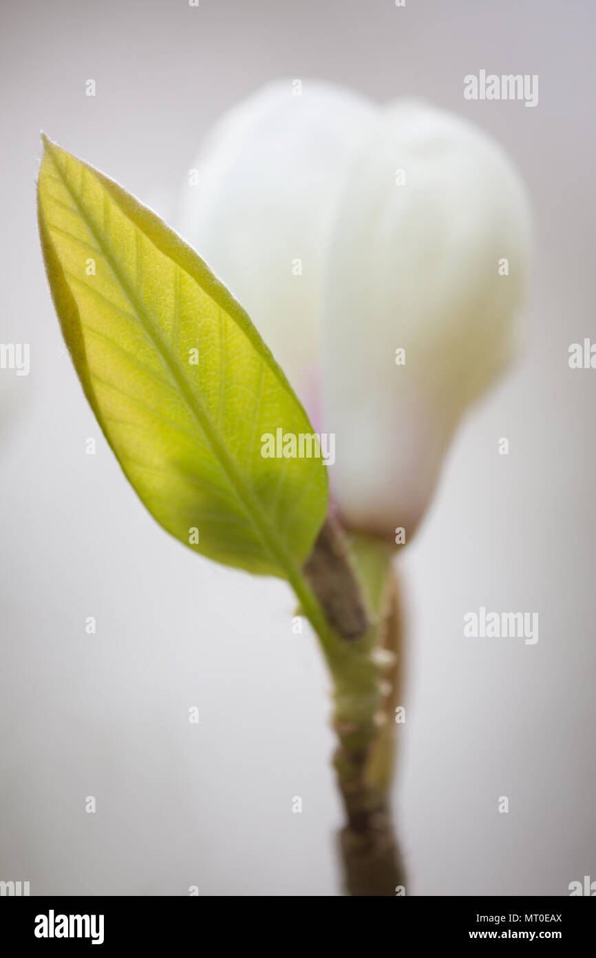 White Magnolia Spring Flower in close up Stock Photo