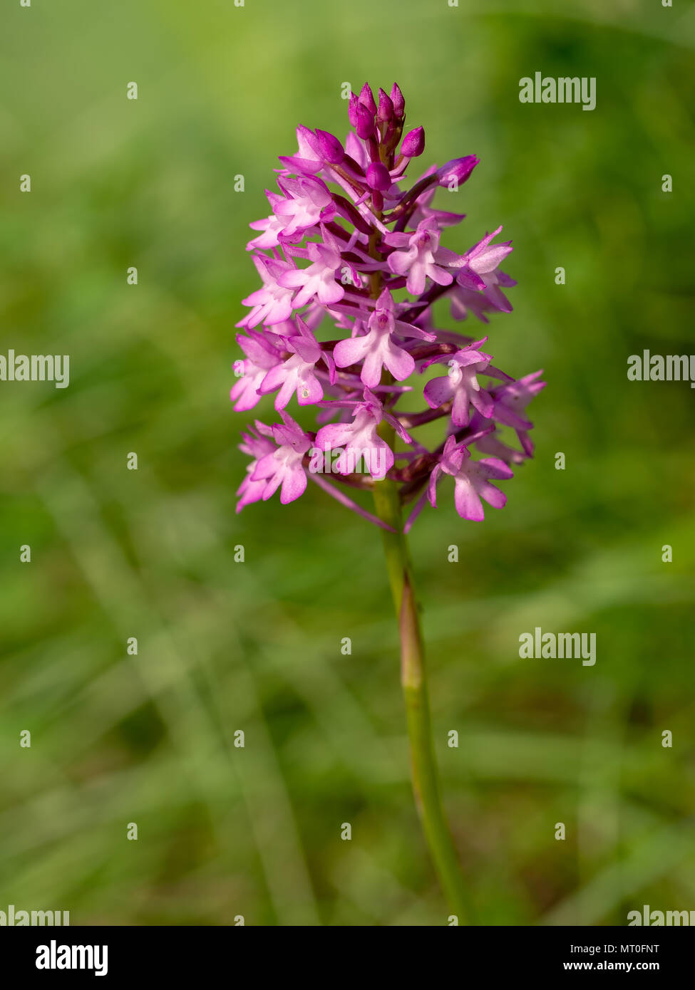 Anacamptis pyramidalis. wild orchid. Stock Photo
