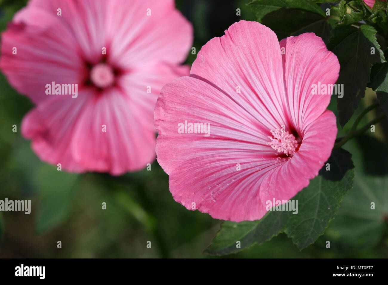 Pink hollyhock. Pink malva. Lavatera trimestris. Malvaceae Family. Stock Photo