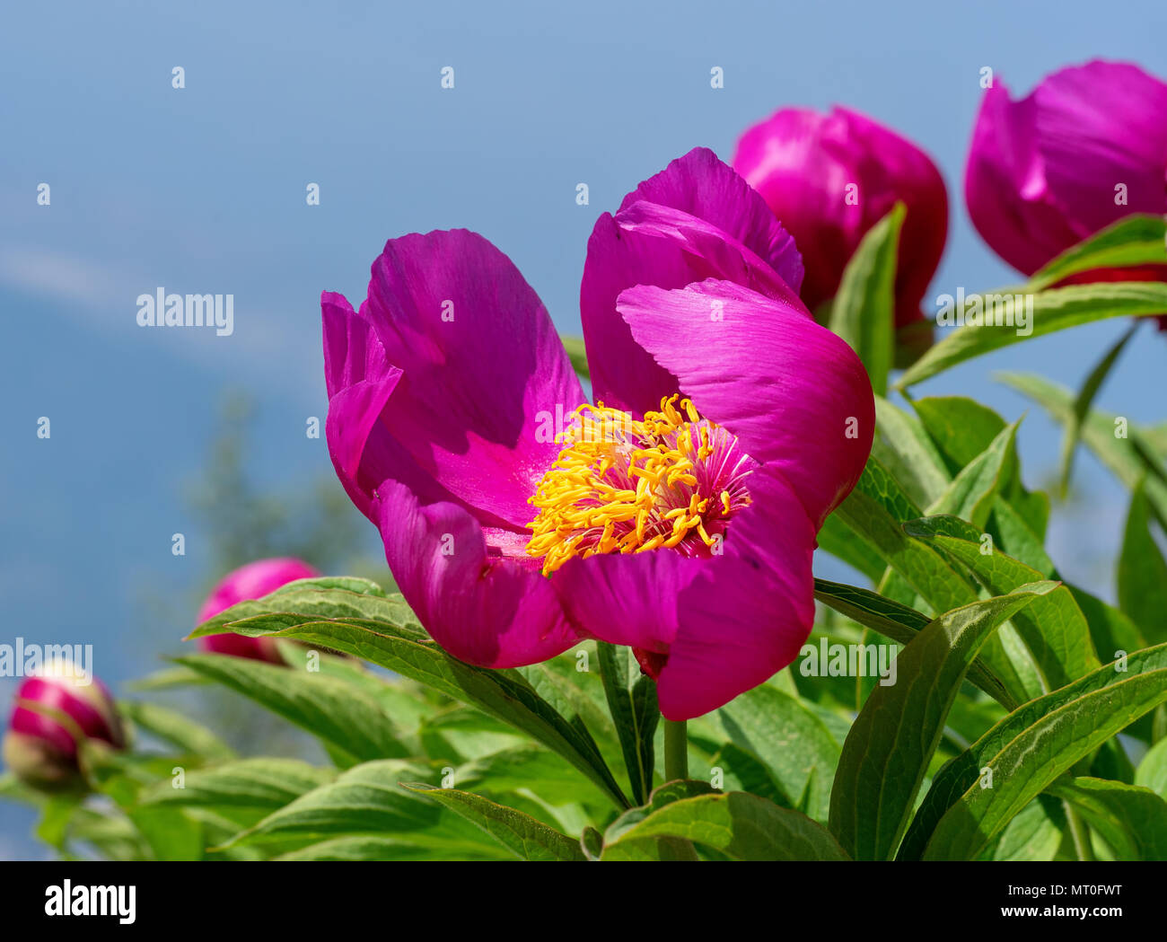 Wild peony plant growing wild in the Apuan Alps, Italy. Stock Photo