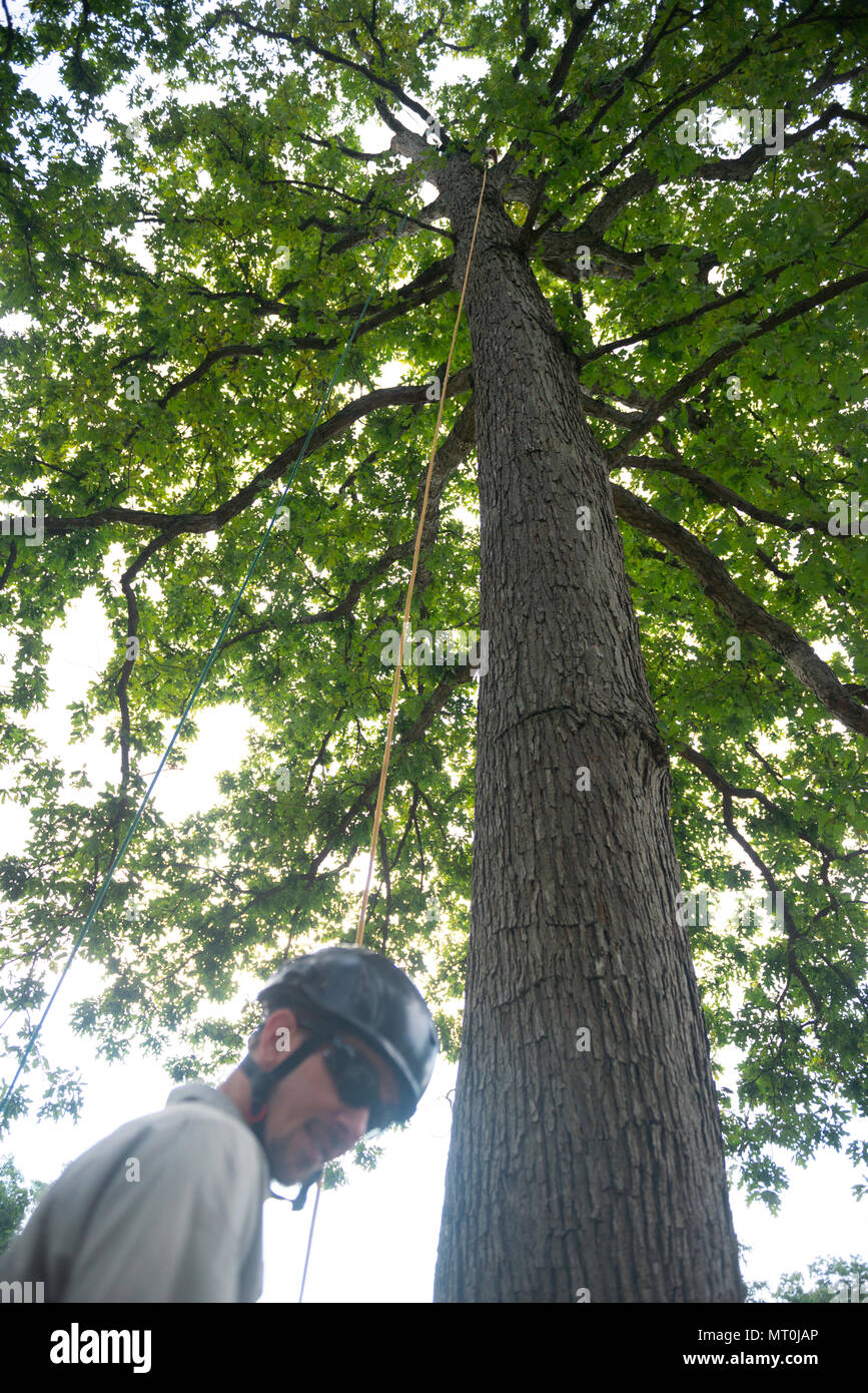 Micah Lichtenwalner (below) and Stephen Paepke, Joshua Tree Professional Tree and Lawn Care, helps install a lightning protection system in a large oak tree in Section 30 of Arlington National Cemetery, Arlington, Va., July 17, 2017. During the National Association of Landscape Professionals’ 21th annual Renewal and Remembrance, about 10 large oak trees in four separate sections received lightning protection systems. (U.S. Army photo by Elizabeth Fraser / Arlington National Cemetery / released) Stock Photo