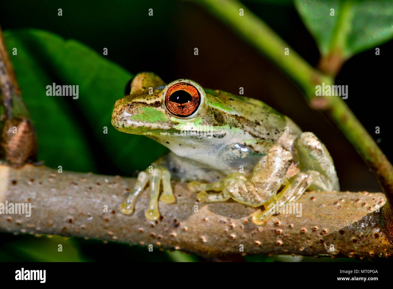 Cuban treefrog Stock Photo