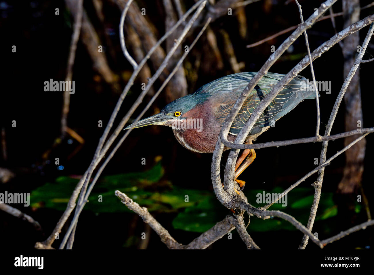 Green heron is preparing for the next hit. Stock Photo