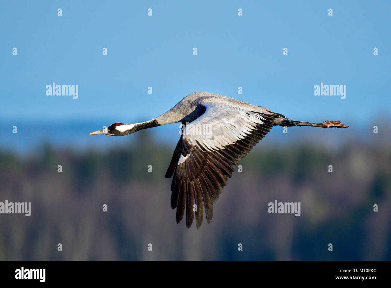 Eurasian crane in full swing Stock Photo