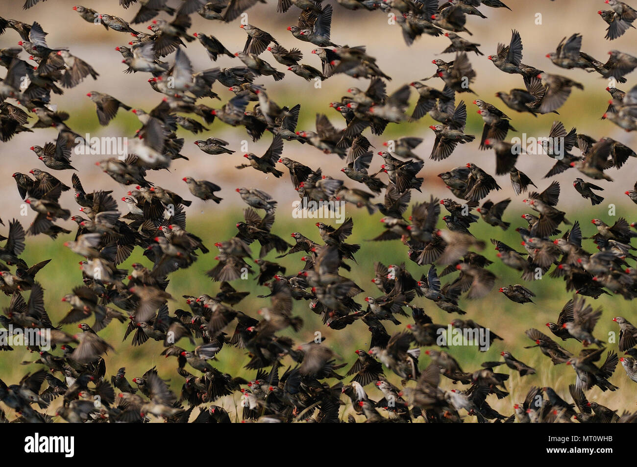 Redbilled quelea swarm are flying, (quelea quelea), etosha nationalpark, namibia Stock Photo