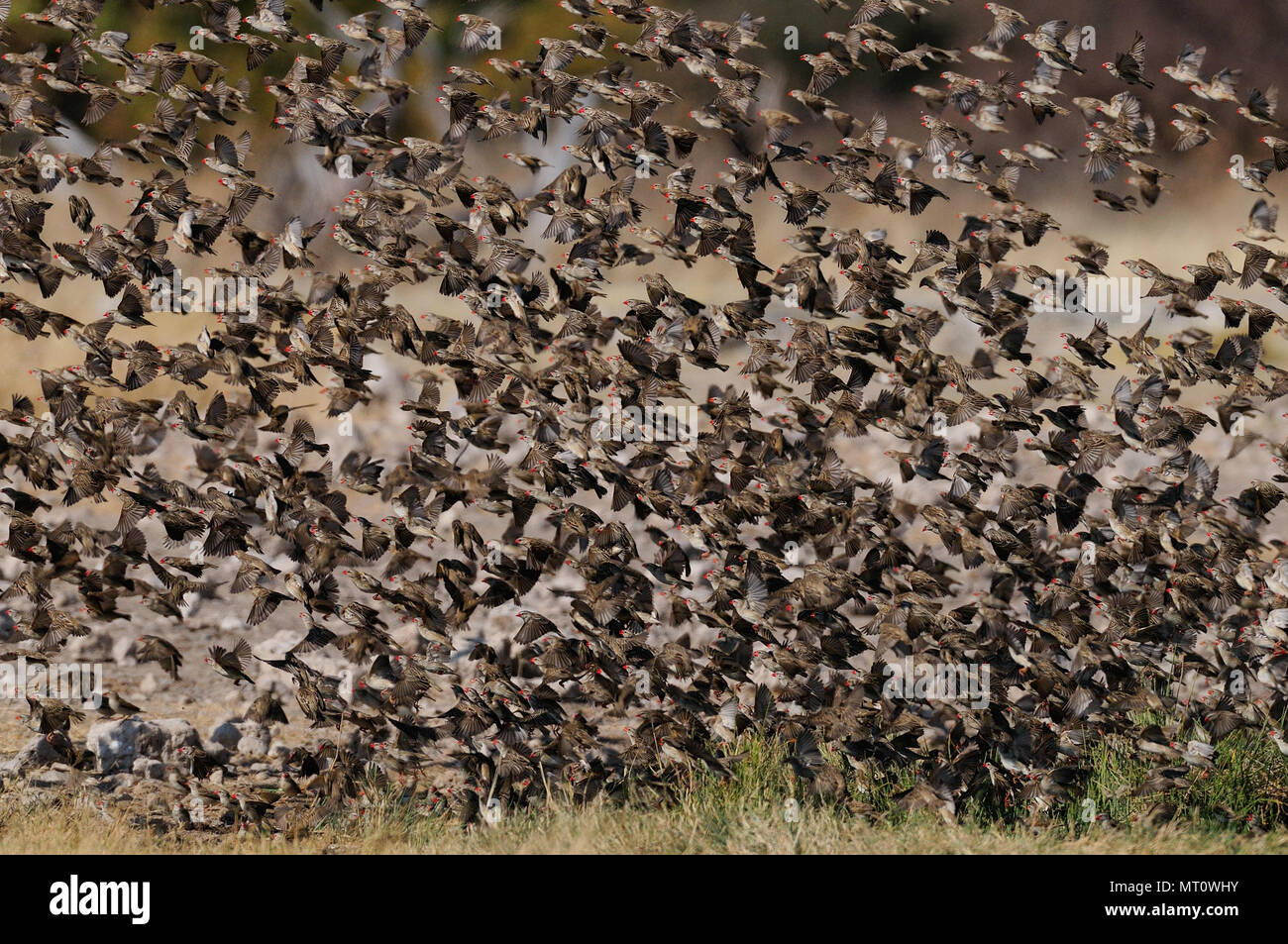 Redbilled quelea swarm in the air, (quelea quelea), etosha nationalpark, namibia Stock Photo
