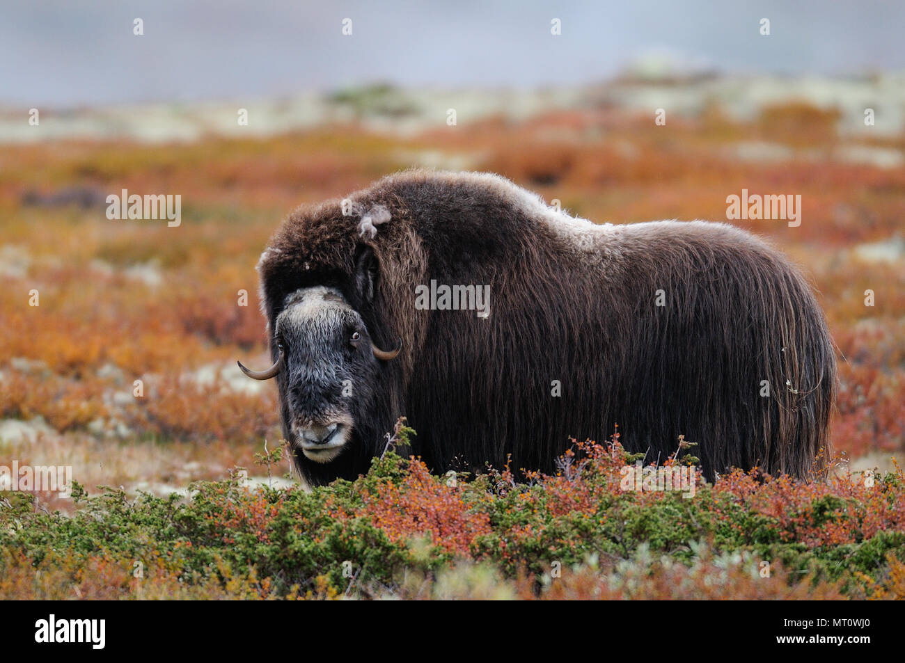 Musk ox in a autumn landscape, dovrefjell, norway, (ovibos moschatus) Stock Photo