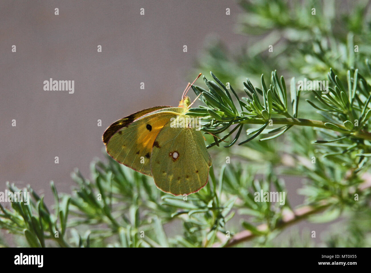 male clouded yellow butterfly Latin name colias crocea not hyale from