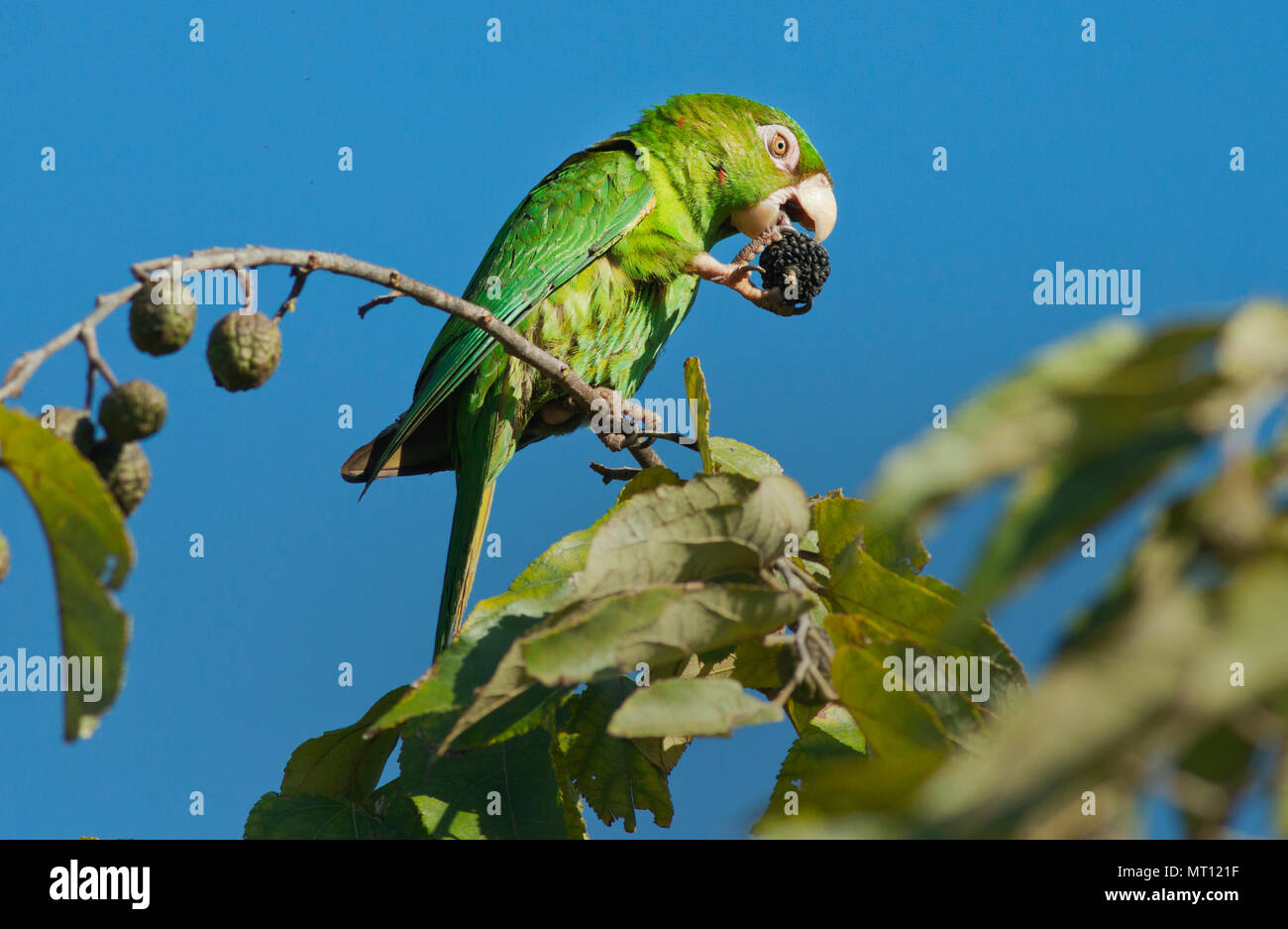 Cuban Parakeet (Psittacara euops) feeding on Guacima tree (Guazuma ulmifolia) Bermejas, CUBA, Endangered, Endemic Stock Photo
