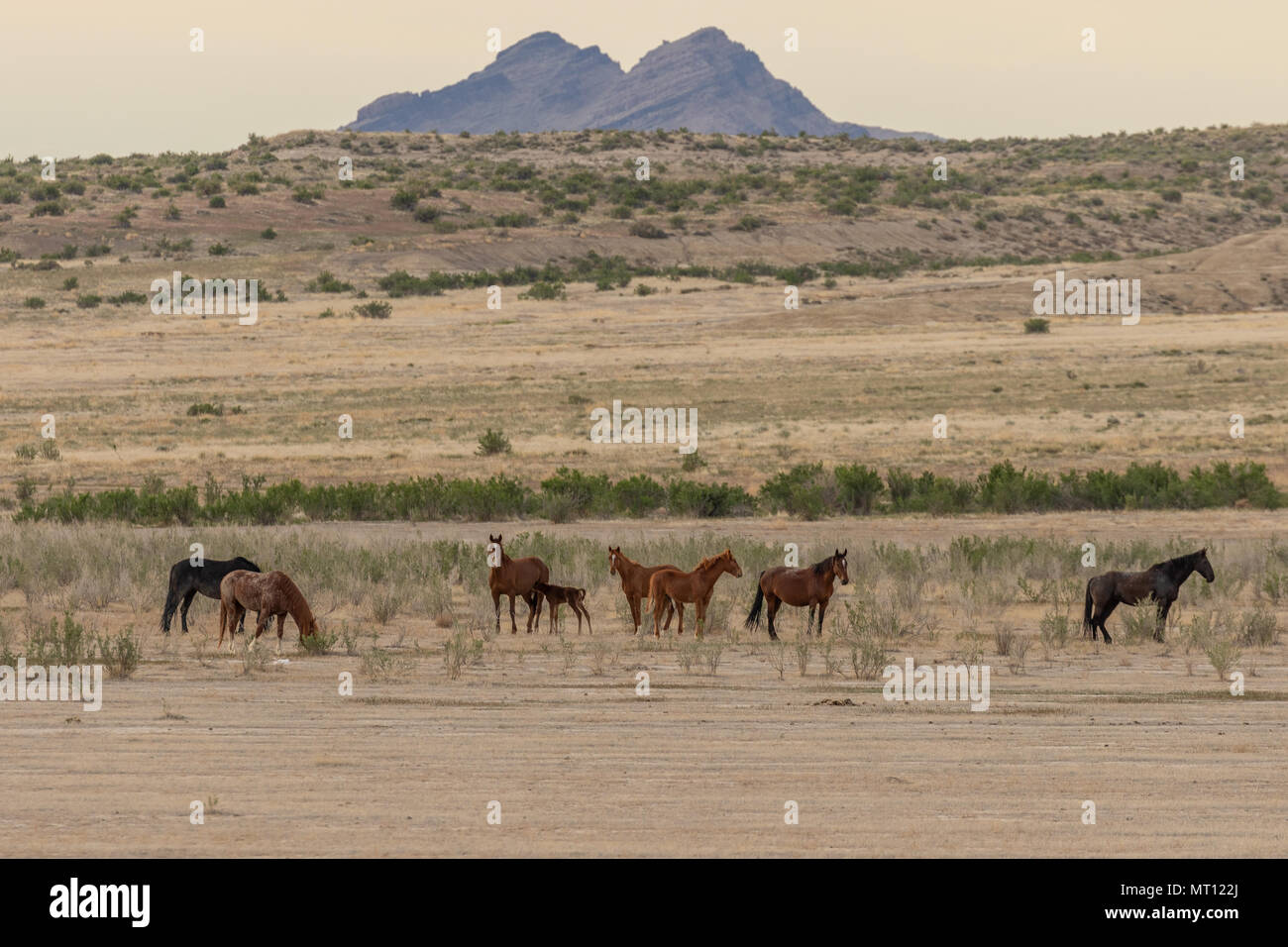 Herd of Wild Horses in the Utah Desert Stock Photo - Alamy
