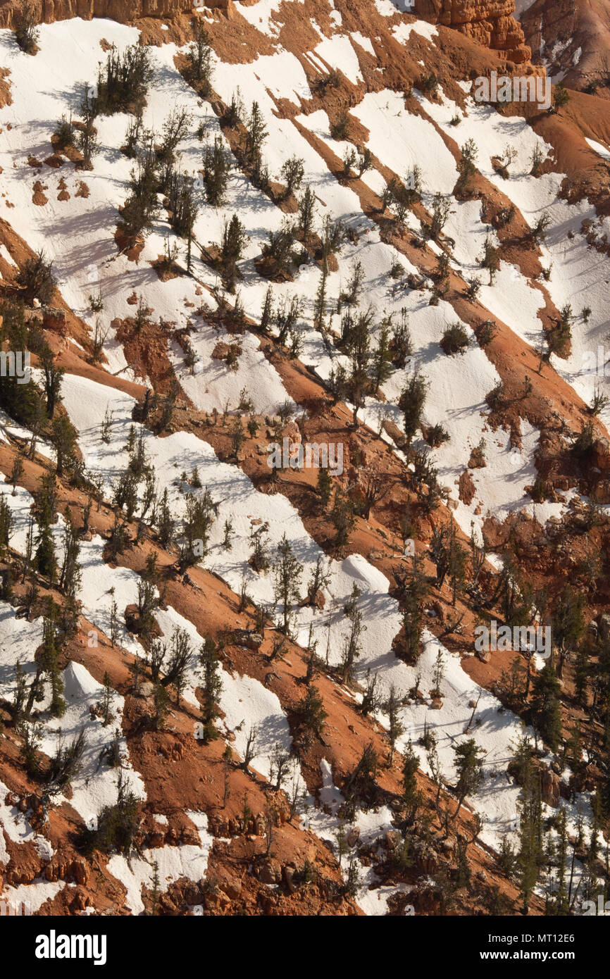 Lingering snow, Cedar Breaks National Monument, Utah Stock Photo