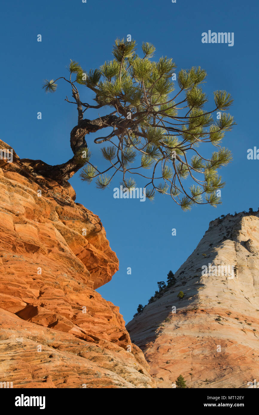 Gnarled Ponderosa Pine (Pinus ponderosa) Zion National Park, Utah, sunrise Stock Photo