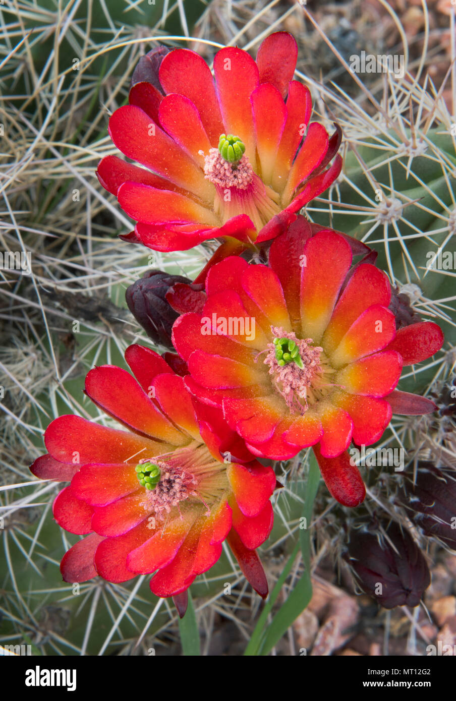 Claret-cup Hedgehog Cactus (Echinocereus)  in Bloom, Zion National Park, Utah Stock Photo