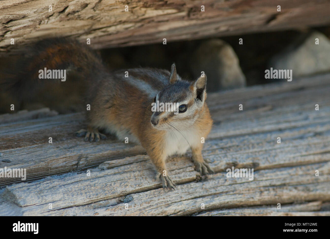 Palmer's Chipmunk (Tamias palmeri) Endangered, found only in Spring Mountains, Nevada near Las Vegas - also known as 'Mt. Charleston Chipmunk' Stock Photo