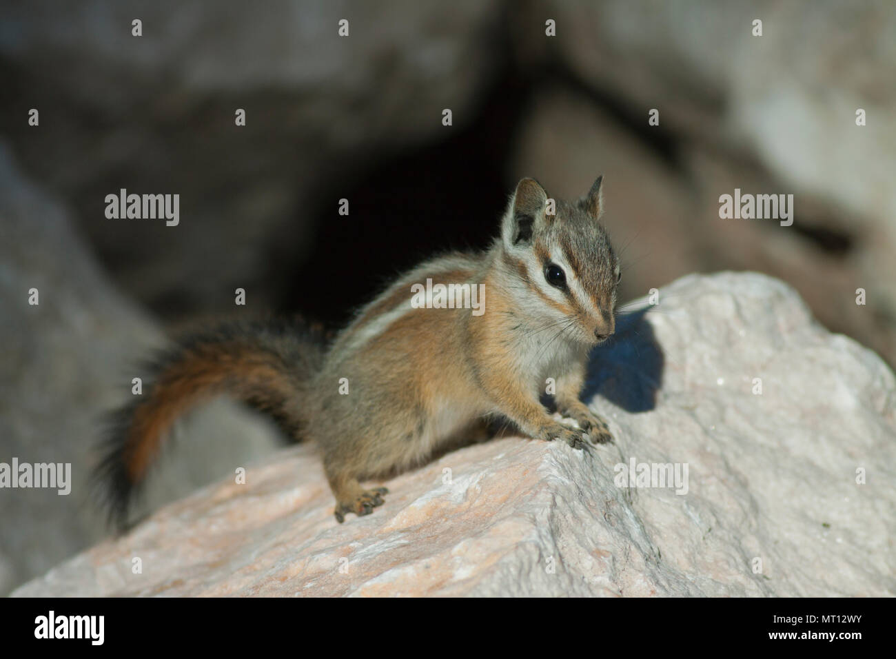 Palmer's Chipmunk (Tamias palmeri) Endangered, found only in Spring Mountains, Nevada near Las Vegas - also known as 'Mt. Charleston Chipmunk' Stock Photo