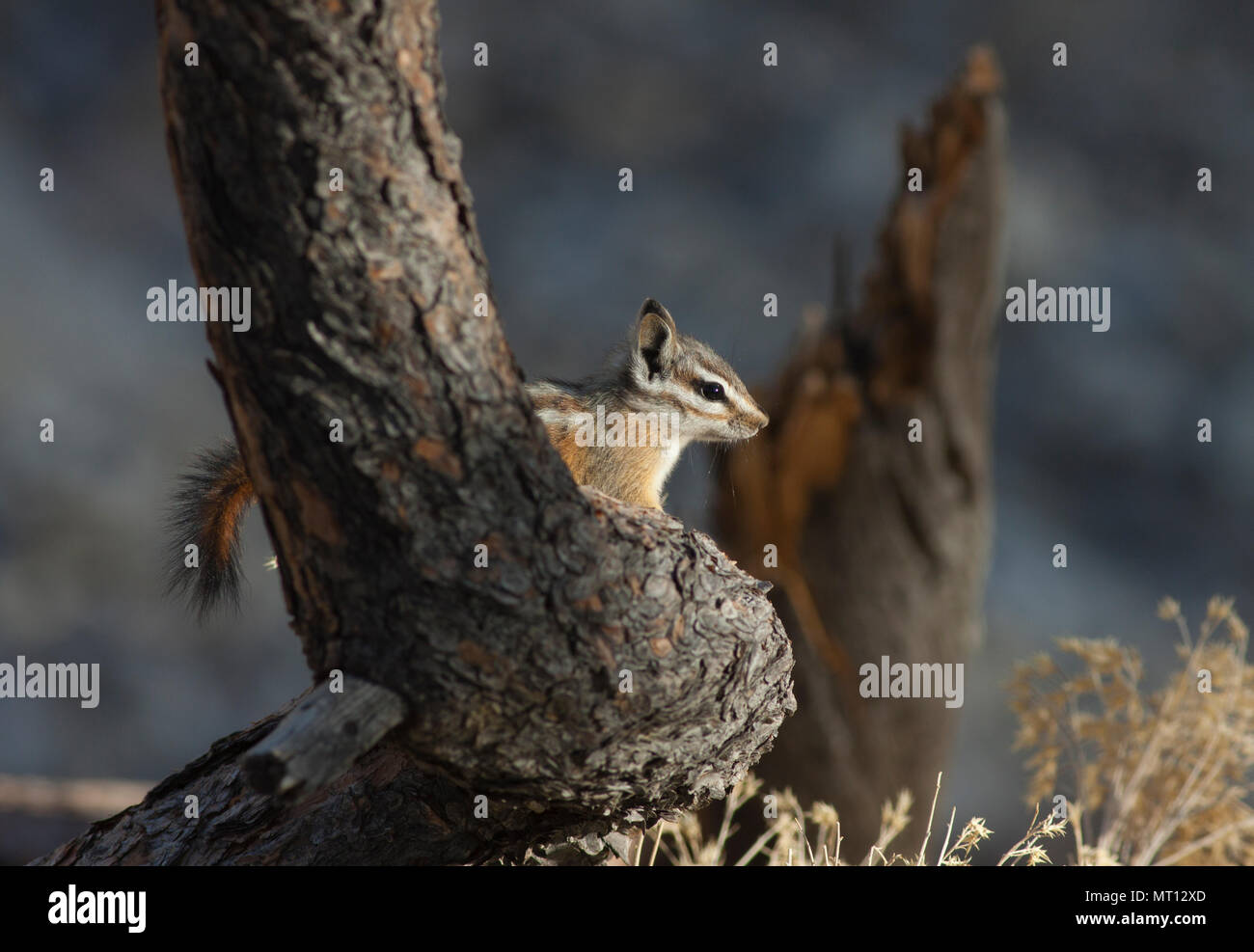 Palmer's Chipmunk (Tamias palmeri) Endangered, found only in Spring Mountains, Nevada near Las Vegas - also known as 'Mt. Charleston Chipmunk' Stock Photo