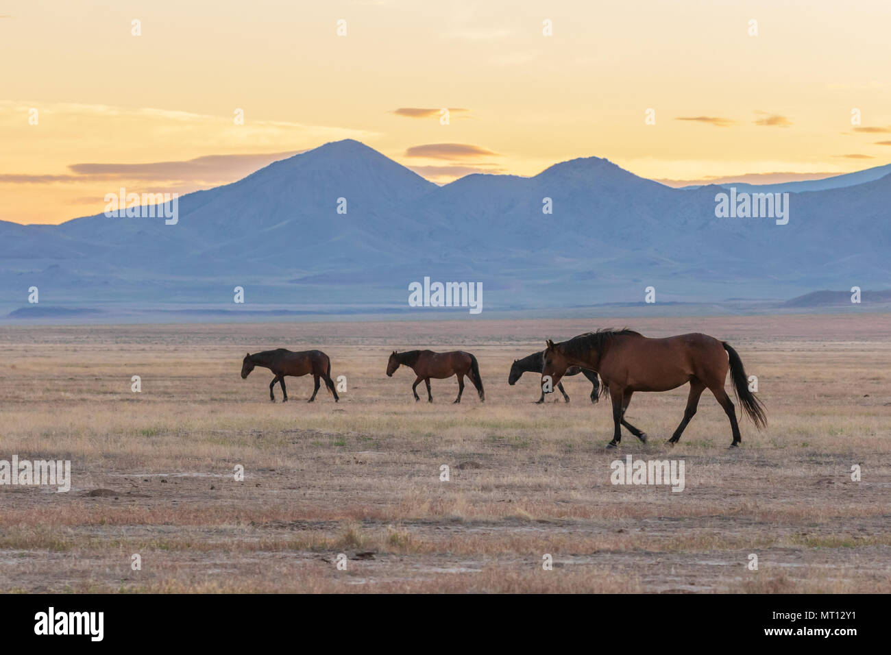 Herd of Wild Horses in the Utah Desert Stock Photo - Alamy