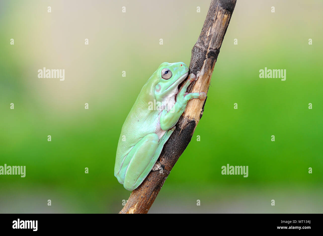 frogs, dumpy frogs, tree frogs on twigs, macro, insect, mammals, animal, reptile, nature, Stock Photo