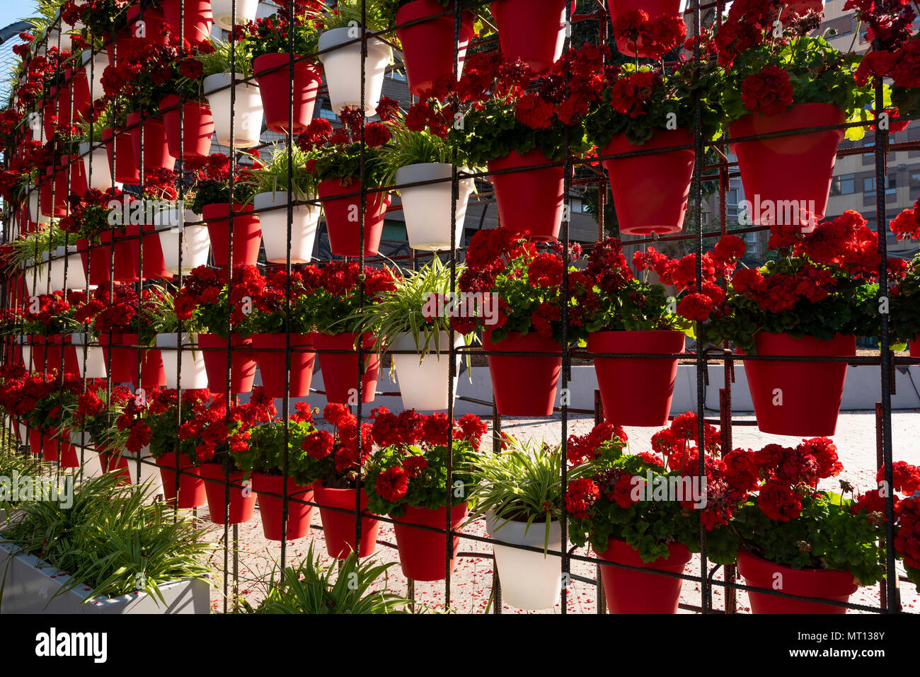 Floral arrangements of pots with geraniums at square of Santo Domingo, Murcia, Spain, Europe Stock Photo