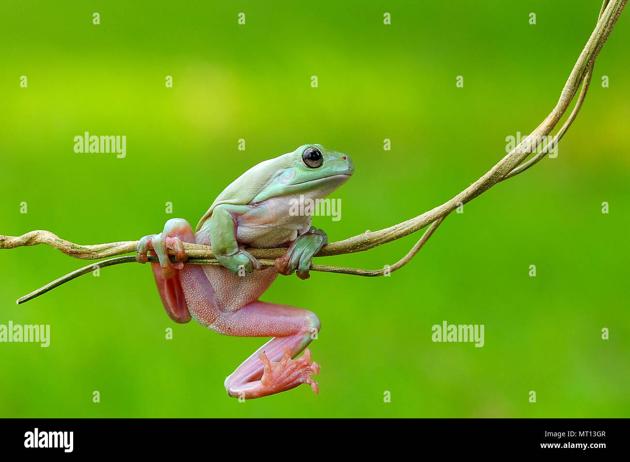 frogs, dumpy frogs, tree frogs on twigs, macro, insect, mammals, animal, reptile, nature, Stock Photo