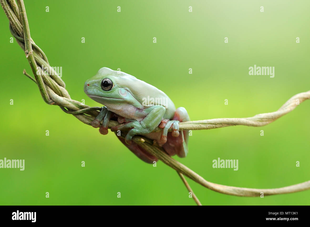 frogs, dumpy frogs, tree frogs on twigs Stock Photo