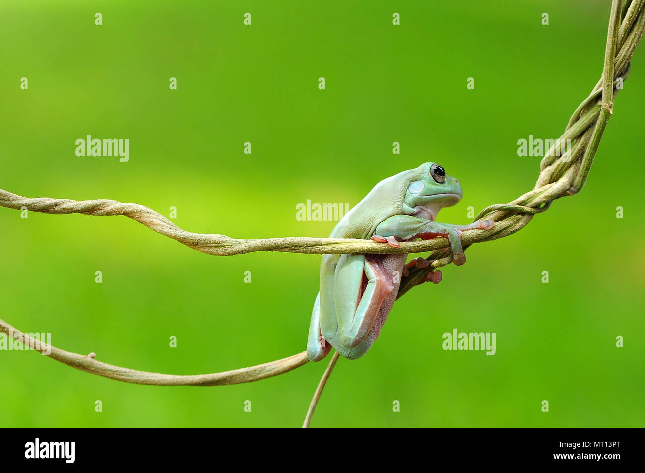 frogs, dumpy frogs, tree frogs on twigs Stock Photo