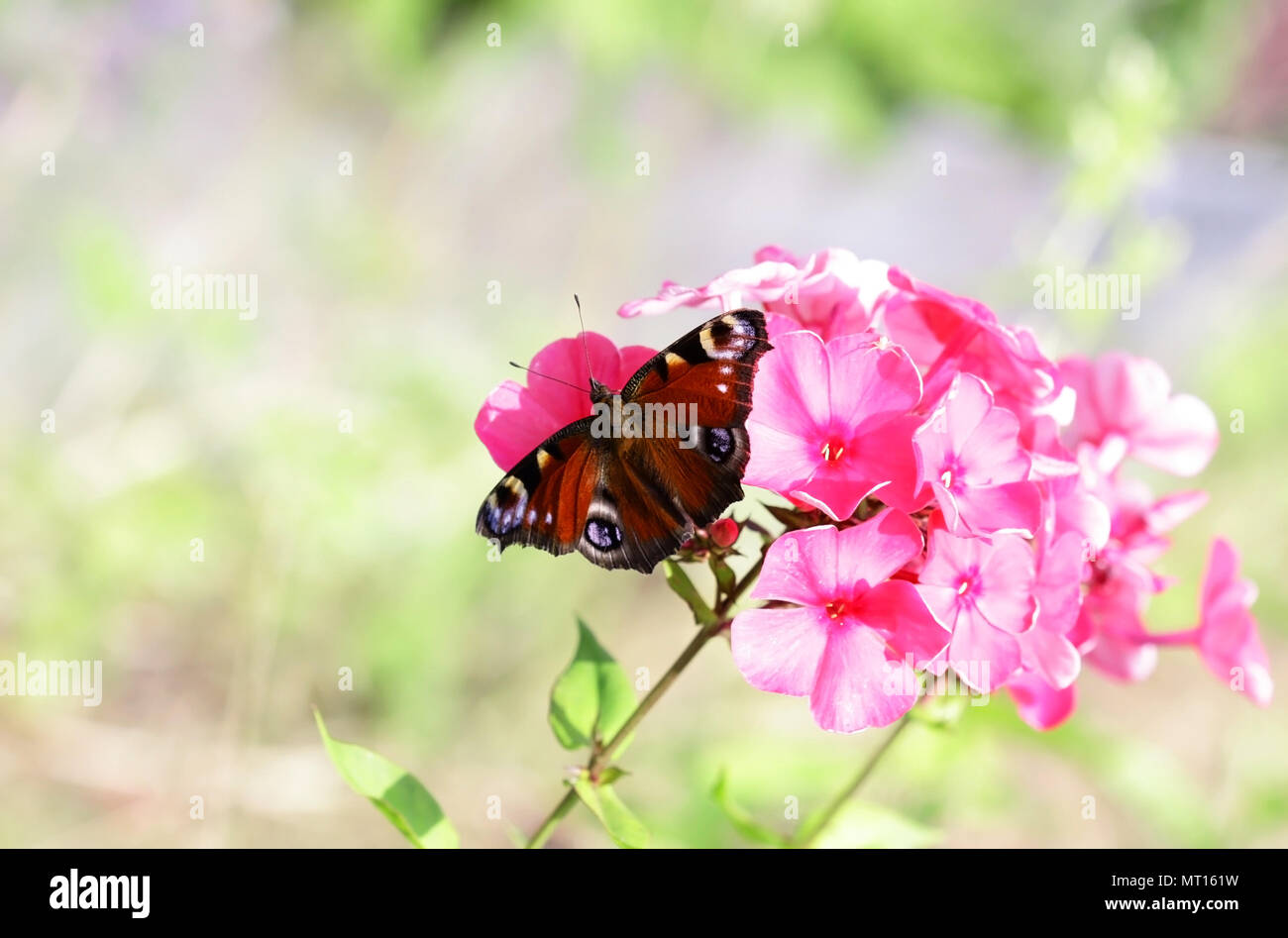 Butterfly on a phlox flower. Flower vegetable background horizontally Stock Photo