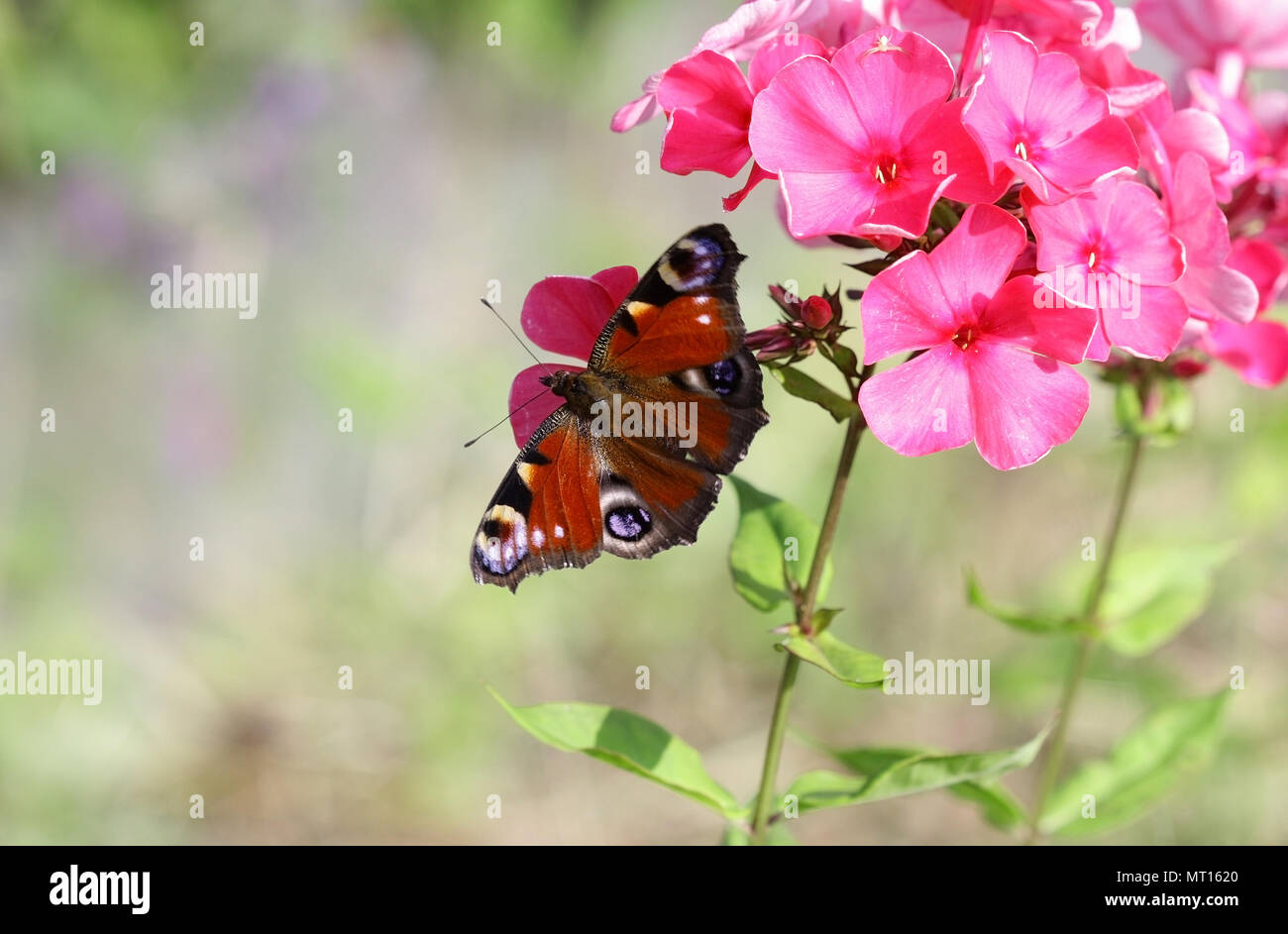 Butterfly on a phlox flower. Flower vegetable background horizontally Stock Photo